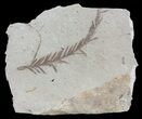 Metasequoia (Dawn Redwood) Fossil - Montana #62308-1